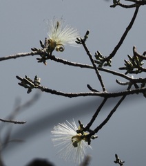 Pseudobombax ellipticum