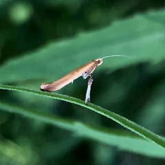 Caloptilia stigmatella