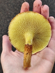 Suillus cavipes