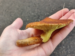 Suillus cavipes