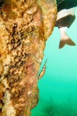 Cochleoceps bicolor