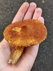 Suillus cavipes