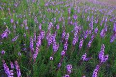 Liatris aspera