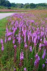 Liatris aspera