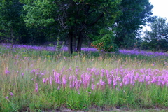 Liatris aspera