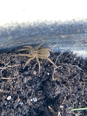 Lycosinae