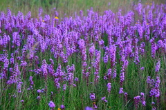 Liatris aspera