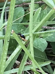 Trigonidium cicindeloides