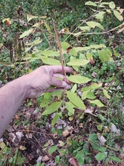 Apocynum androsaemifolium