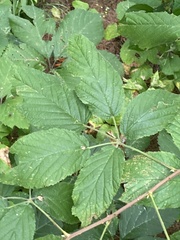 Rubus allegheniensis