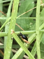 Trigonidium cicindeloides