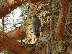 Sphyrapicus thyroideus