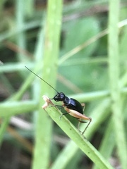 Trigonidium cicindeloides