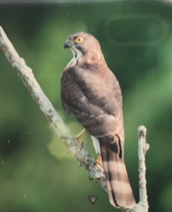 Accipiter virgatus