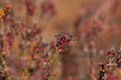Empetrum rubrum