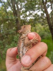 Phrynosoma orbiculare