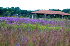 Liatris aspera