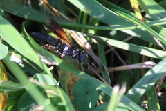 Tachytes guatemalensis