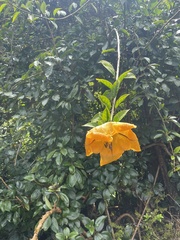 Solandra maxima