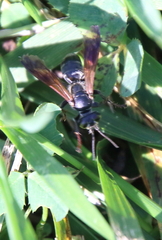 Tachytes guatemalensis