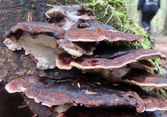 Ischnoderma benzoinum