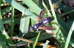 Tachytes guatemalensis