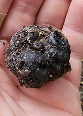 Callirhytis quercuspunctata