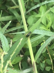 Trigonidium cicindeloides