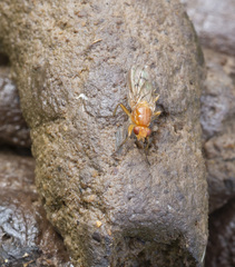 Dryomyza