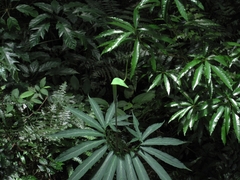 Arisaema heterophyllum