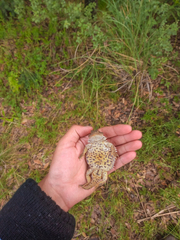 Phrynosoma orbiculare
