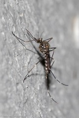 Aedes japonicus