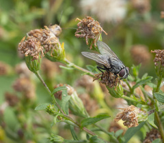 Musca autumnalis