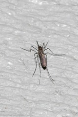 Aedes japonicus