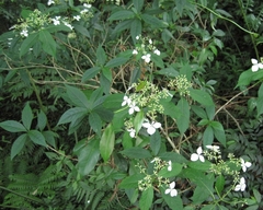 Hydrangea chinensis