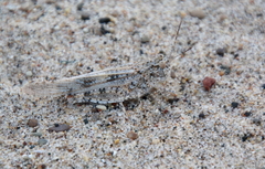 Trimerotropis maritima