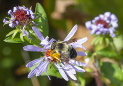 Eristalis anthophorina