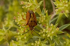 Carpocoris mediterraneus