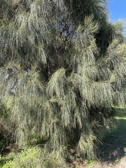 Allocasuarina verticillata