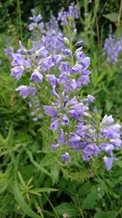 Veronica teucrium