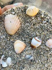 Mollusca