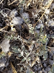 Astragalus utahensis