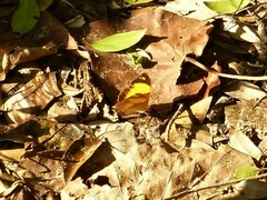 Cupha prosope