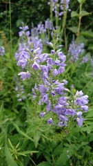 Veronica teucrium