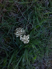 Xanthoparmelia semiviridis