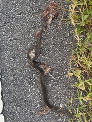 Nerodia fasciata
