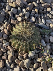 Ferocactus macrodiscus
