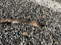 Pseudonaja aspidorhyncha