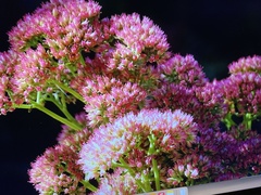 Hylotelephium spectabile