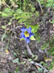Gentiana parryi